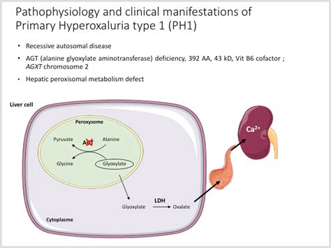 aboutph1|Primary Hyperoxaluria Type 1 Disease Manifestations and .